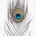 Canvas Art Print Peacock Feather