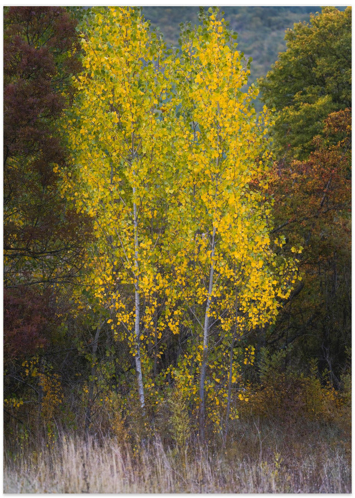Trees