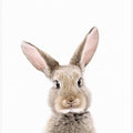 Canvas Art Print Baby Rabbit