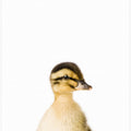 Canvas Art Print Baby Duck