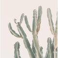 Sunrise Cactus