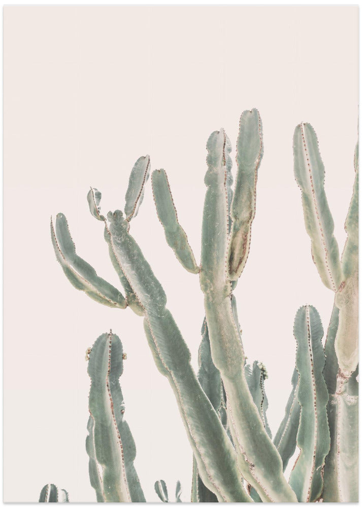 Sunrise Cactus