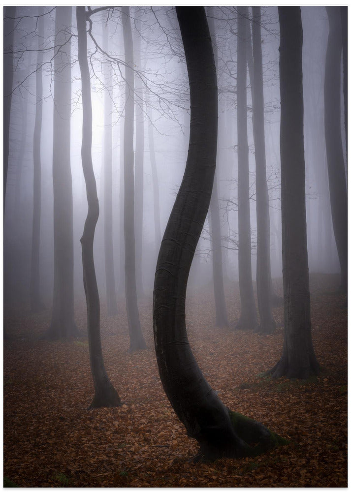 Foggy Autumn