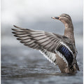 Canvas Art Print Female mallard with outstretched wings