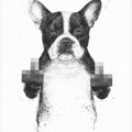 Censored dog