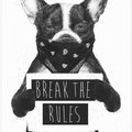 Rebel dog