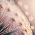 Blossom Dewdrops