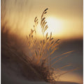 Evening Sun At The Beach
