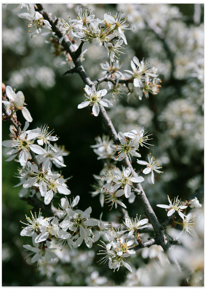 Spring blooms III