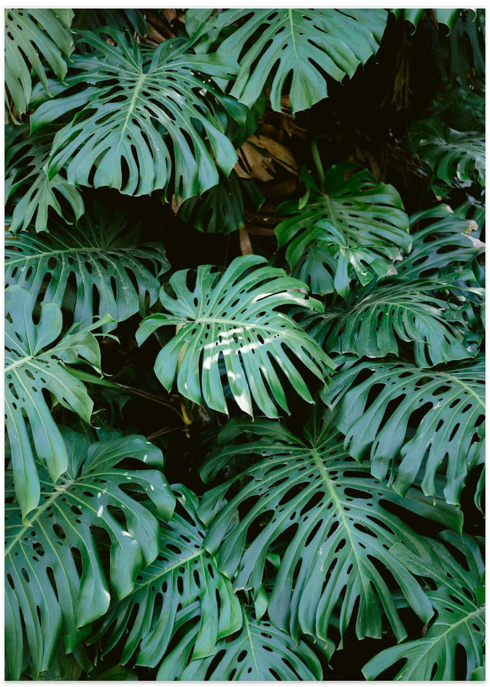 Monstera wall in Lisbon