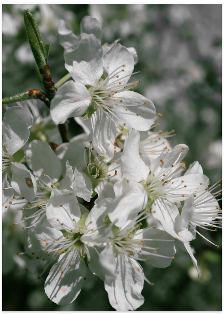 Spring blooms IV