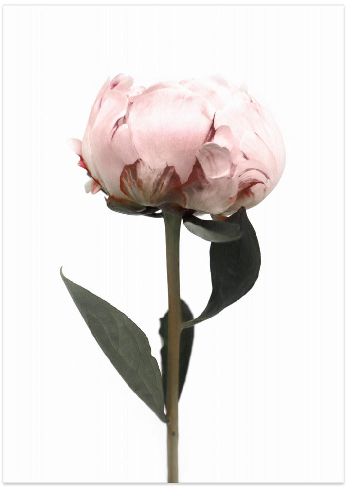 Blush peony II