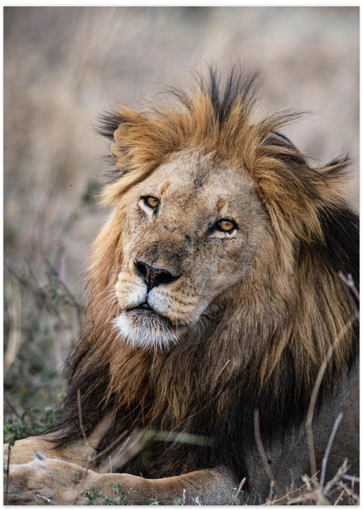 The Savanah King