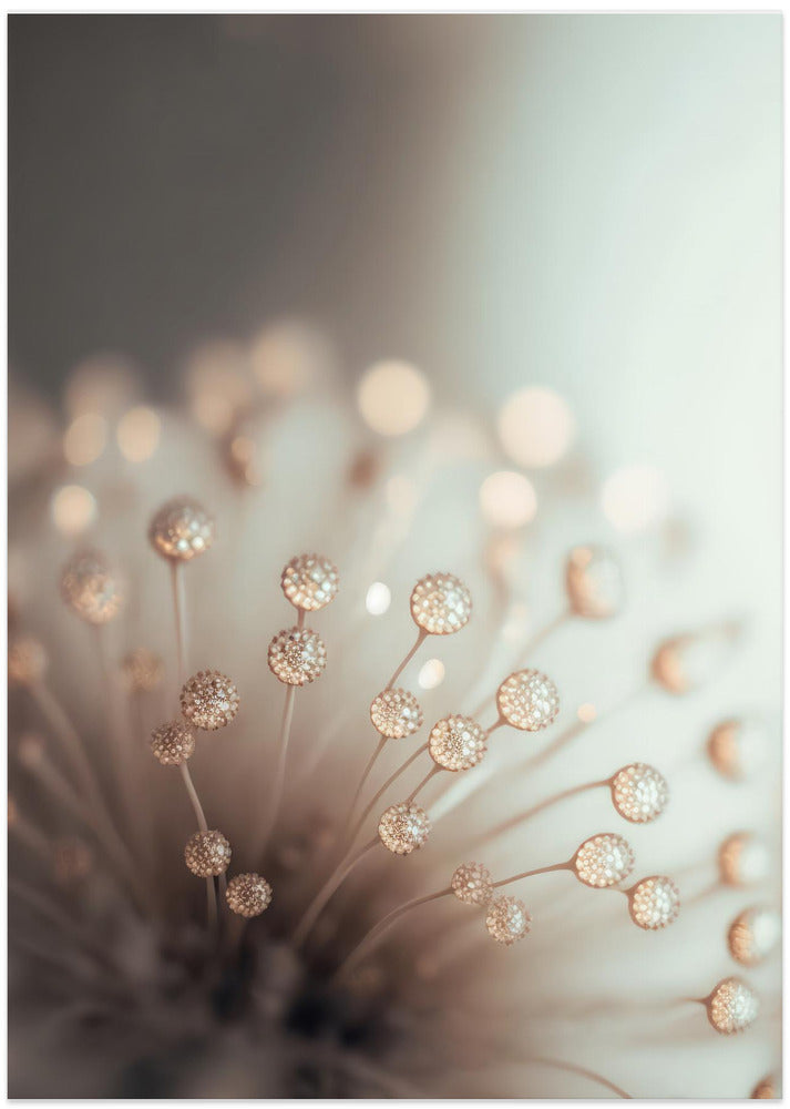 Dreamy Dandelion