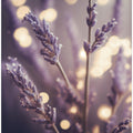 Lavender Dreams
