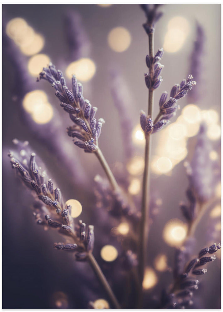 Lavender Dreams