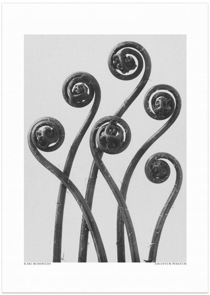 Adiantum pedatum