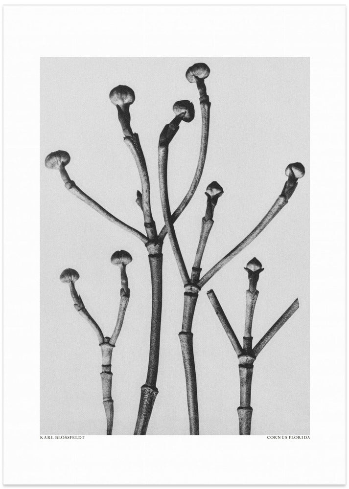 Cornus Florida