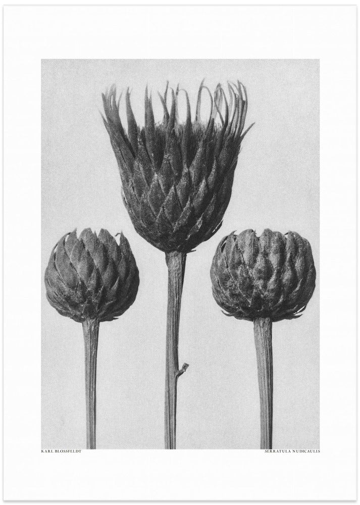Serratula Nudicaulis