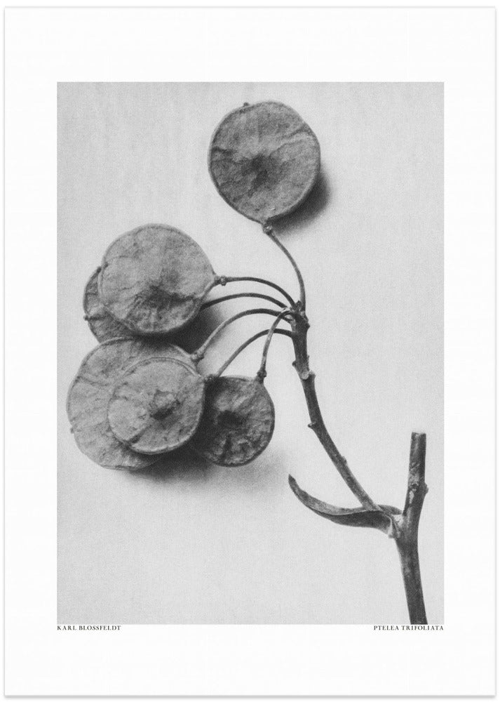 Ptelea Trifoliata