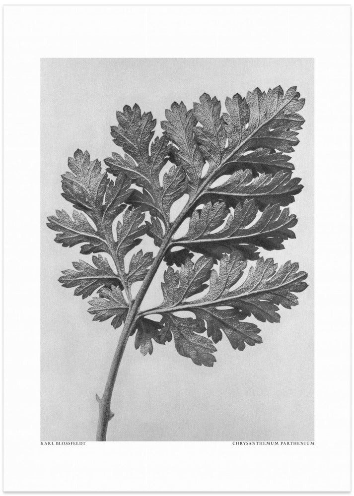 Chrysanthemum parthenium