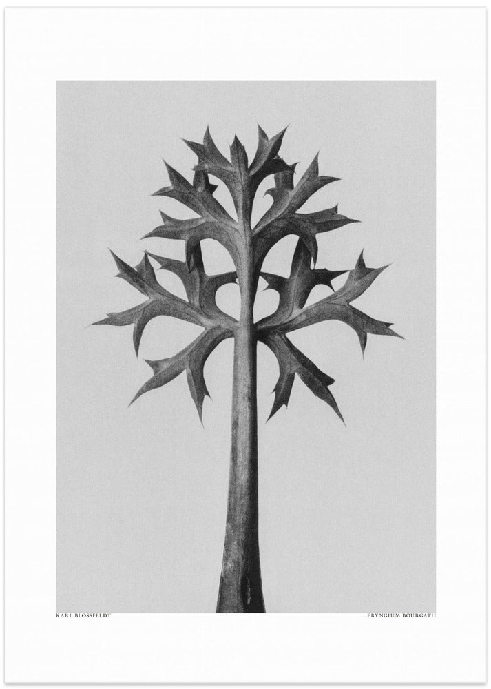 Eryngium Bourgatii