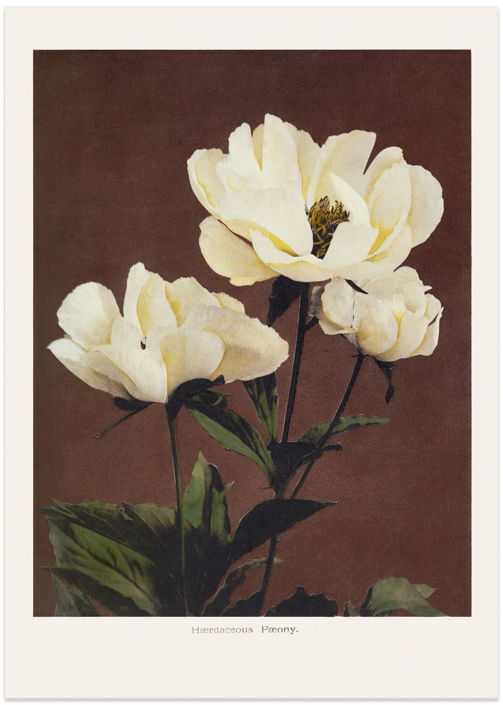Hærdaceous Peony