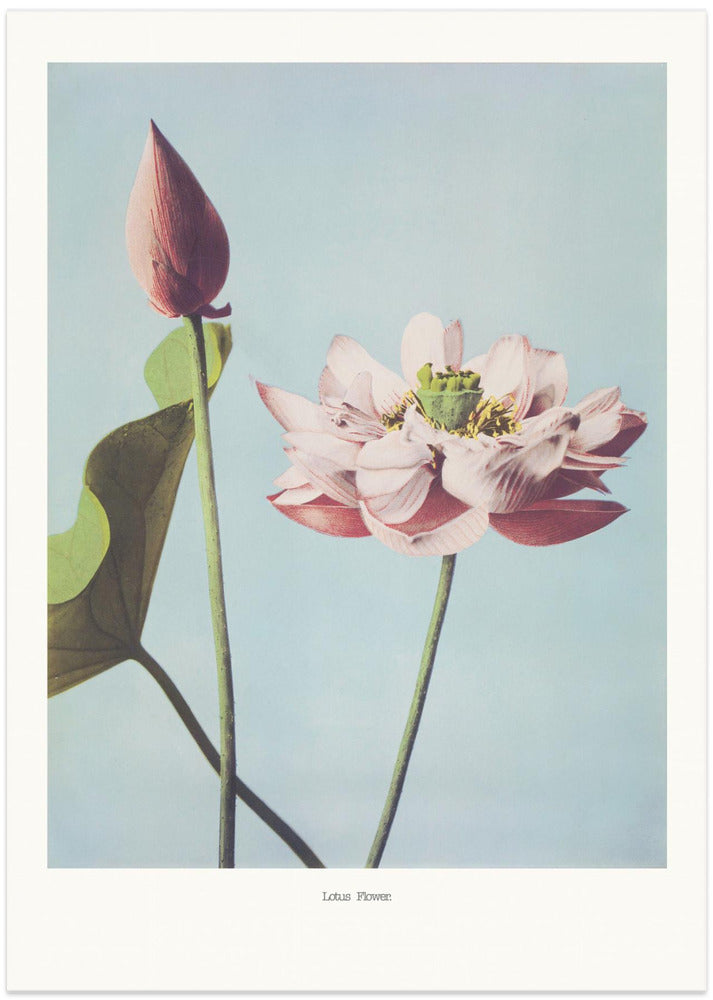 Lotus Flowers