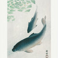 Carp Or Koi