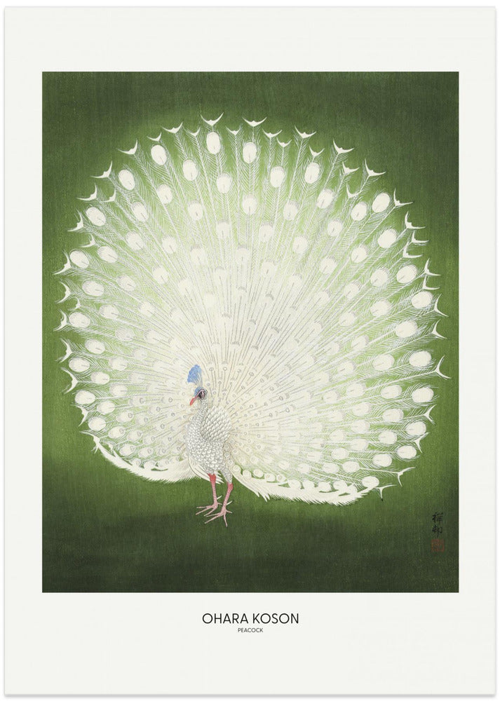 Peacock - Wide