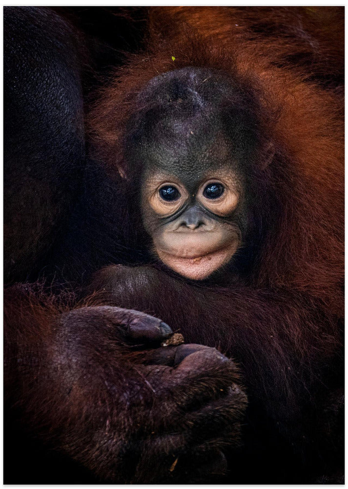 Baby Barney