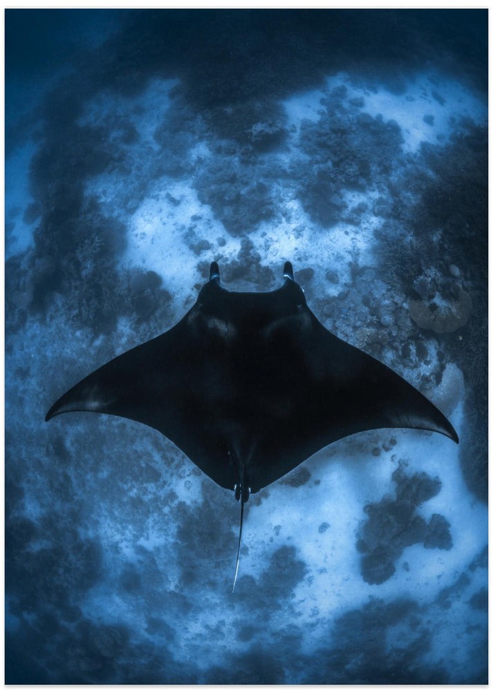 Manta on the Reef