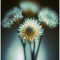 Ethereal Blooms