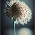 Luminous Blossom