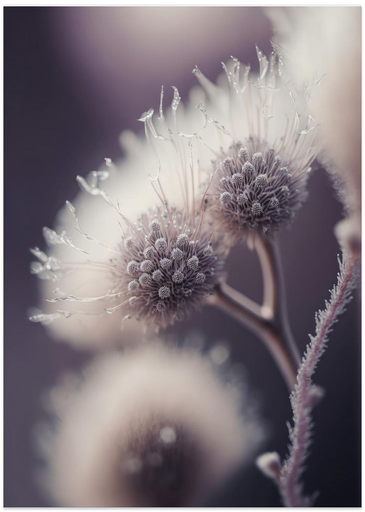 Ethereal Blooms