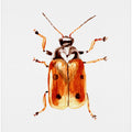 Another leaf beetle the Cryptocephalus cordiger