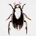 Water scavenger beetle or Hydrophilus aterrimus