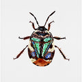 Pied shield bug or Tritomegas bicolor