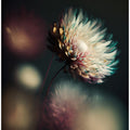 Whispering Petals