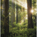 Fairy Forest