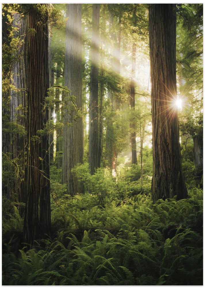 Fairy Forest