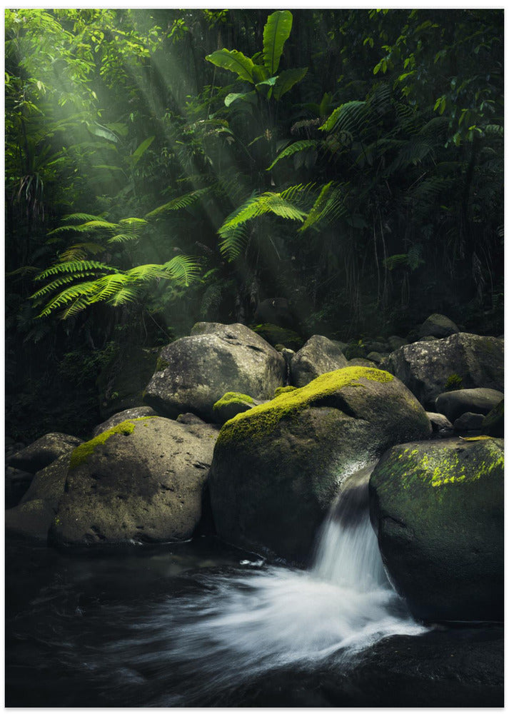 Mystic Jungle