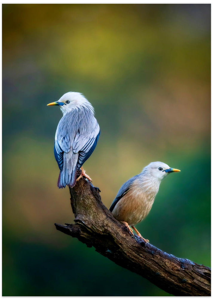 Harmony of Colours