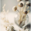 Ethereal Blooms