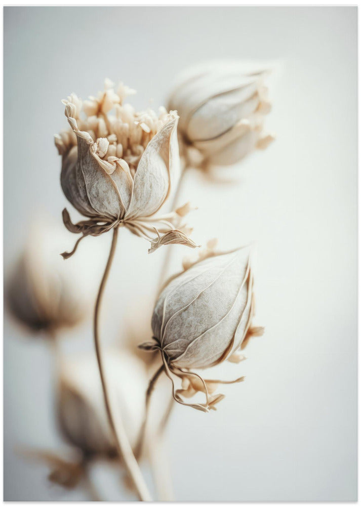 Delicate Blossoms