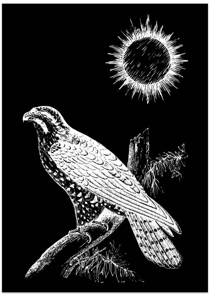 Falcon Peregrine