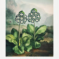 A Group of Auriculas from The Temple of Flora 2 (1807)