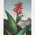 Indian Reed from The Temple of Flora (1807)