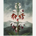 The Chinese Limodoron from The Temple of Flora (1807)