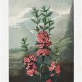 The Narrow–Leaved Kalmia from The Temple of Flora (1807)